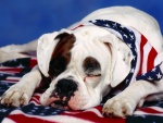Un perro americano dormido