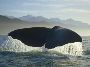 Postal: Gran cola de la ballena