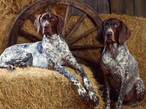 Postal: Perros en el granero
