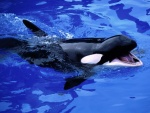 Pequeña orca con la boca abierta