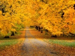 Carretera cubierta con hojas otoñales