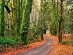 Carretera en un bosque