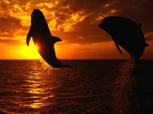 Postal: Dos delfines saltando al atardecer