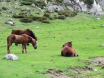 Caballos en Asturias