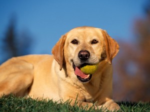 Postal: Perro con la pelota de tenis