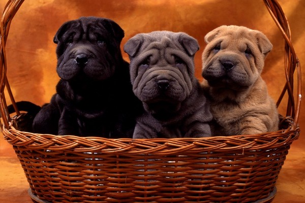 Tres perros en la cesta
