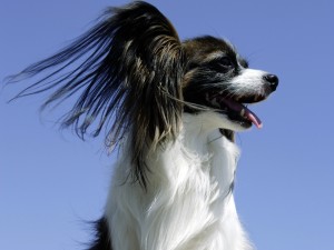Postal: Perro con el pelo largo