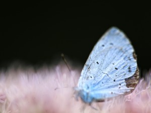 Mariposa azulada
