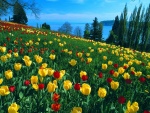 Precioso campo de tulipanes rojos y amarillos