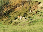 Vacas asturianas