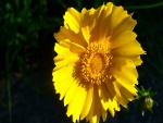 Flor con grandes pétalos amarillos