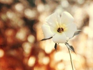 Flor con pétalos blancos