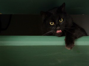 Gato negro sacando la lengua
