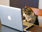Gatito mirando la computadora