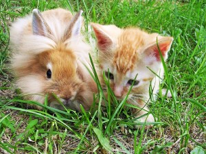 Postal: Un gato y un conejo en la hierba