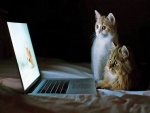Dos gatos atentos mirando la computadora