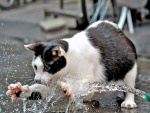 Un gato jugando con un chorro de agua