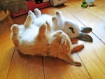Dos conejos durmiendo con las patas para arriba