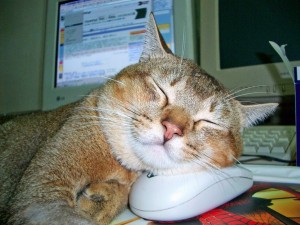 Durmiendo sobre el mouse de la computadora