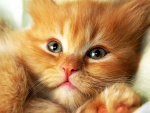 Hermoso gatito marrón con grandes ojos verdes
