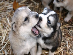 Dos perritos unidos por el amor