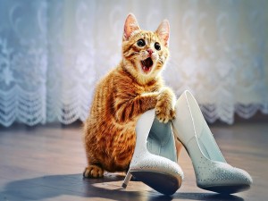 Gatito asustado con un par de zapatos