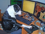 Un perro viendo fotos en la computadora