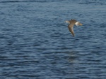 Ave de pico largo volando sobre el agua