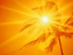 El sol, la palmera y un cielo naranja