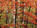 Un árbol fino con las hojas rojas