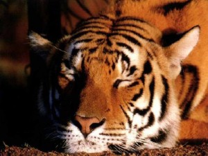Postal: Un tigre descansando