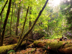 Postal: En el interior de un bosque verde en otoño