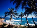 Vista del mar desde la costa con palmeras