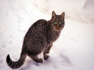 Gato atigrado con ojos verdes sobre la nieve