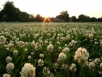 Campo de flores blancas al amanecer
