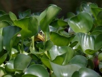 Rana escondida entre hojas verdes