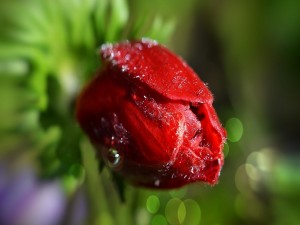 Tulipán rojo cubierto de agua