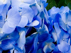 Flores azules de hortensia