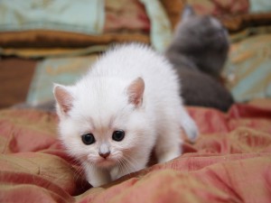 Gatito blanco de ojos negros