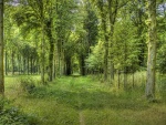 Camino verde entre árboles