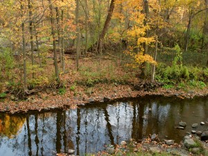 Un pequeño río entre árboles otoñales