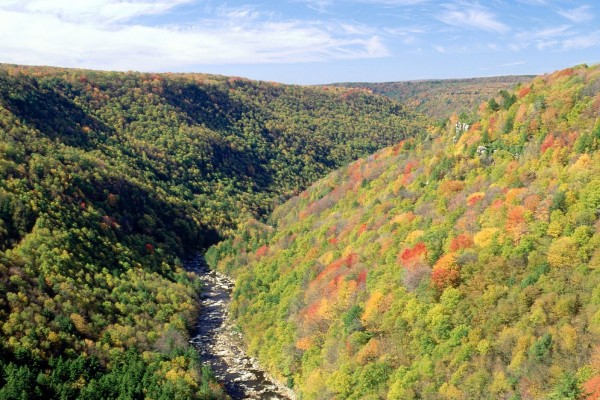 Árboles con los colores del otoño