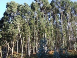 Árboles de eucalipto en la costa asturiana