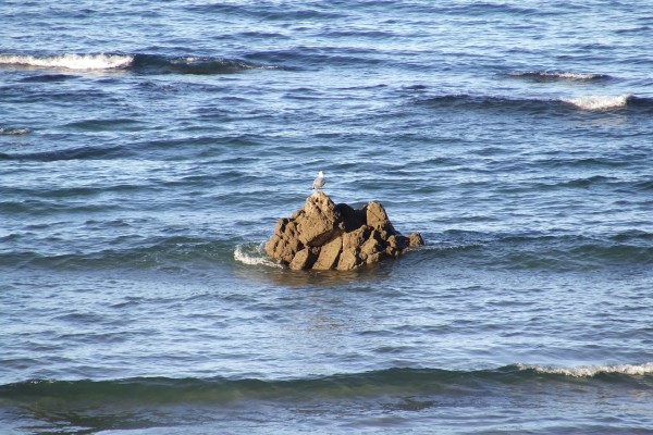 Gaviota en una roca del mar