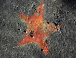 Estrella roja en el asfalto
