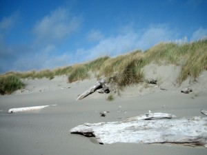 Troncos en la arena de la playa