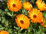 Flores naranjas iluminadas por el sol