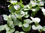 Planta con pequeñas hojas verdes