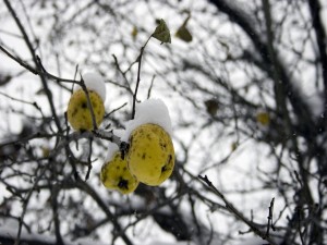Membrillos con nieve en el árbol