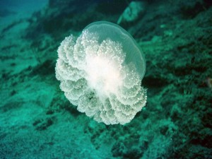 Bonita medusa en el fondo del mar